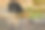 熊在岩石池塘里喝水。野生树懒熊，麝香熊，印度，Ranthambore公园。树懒熊直视相机，野生动物照片。危险的动物,印度。亚洲野生动物。图片下载