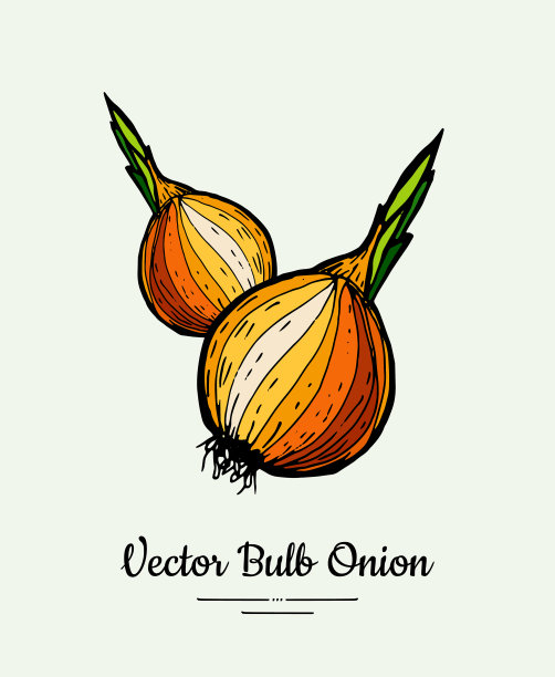 金红洋葱球茎手绘矢量插图。现代线条墨水蔬菜洋葱半插图。手绘图片下载