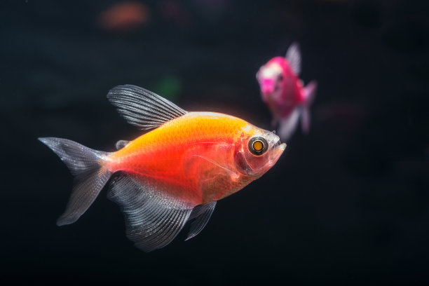 水族馆鱼类。黑裙。Gymnocorymbus ternetzi。明亮的发光颜色。动物。模糊的背景。图片下载