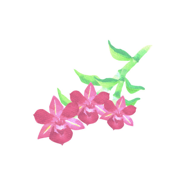 粉红色的石斛兰，绿叶图片下载