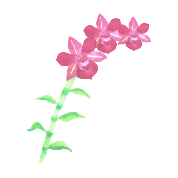 红色石斛兰与绿色的叶子图片下载