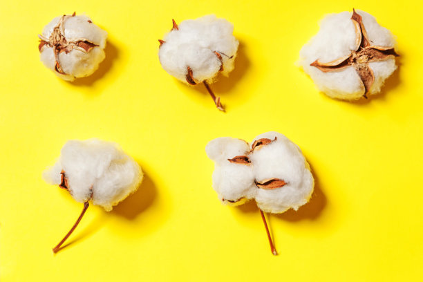 简单的最小设计与白色棉花花孤立在黄色彩色背景。织物织物柔软，天然有机农场过敏概念图片下载