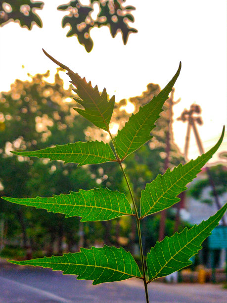 印楝植物更利于杀菌图片下载