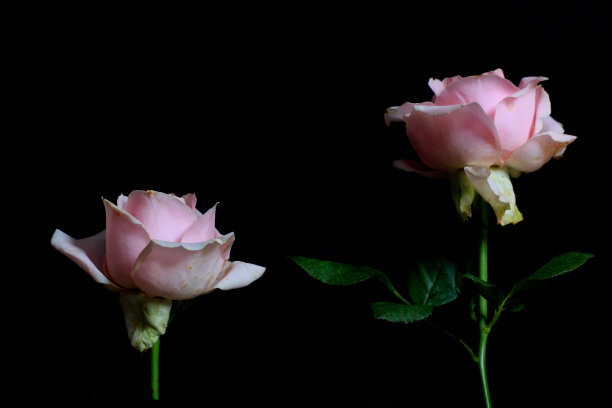 两朵粉红色玫瑰孤立在黑色背景上。图片下载