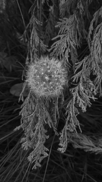 大自然中的野花背景。图片下载