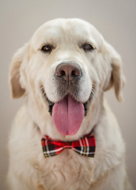 可爱的微笑金毛猎犬坐在一个红色的苏格兰弓。特写肖像。图片下载