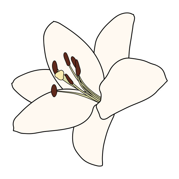 莉莉花。孤立在白色背景上。矢量插图。图片下载