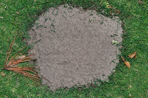 火蚁堆在绿色草坪上。图片下载