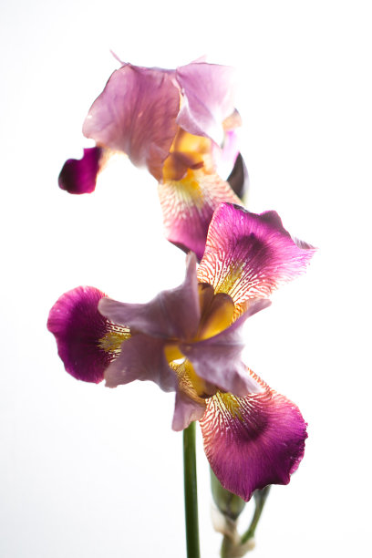美丽的鸢尾花在白色的背景上图片下载