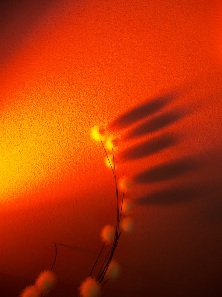 抽象的装饰背景艺术与照明植物图片下载