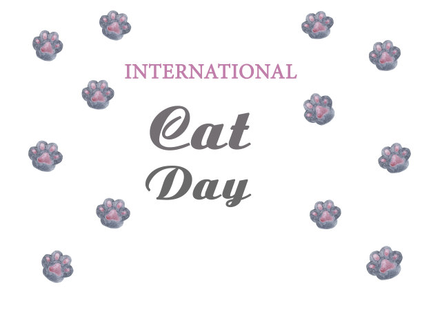 国际猫日。漂亮的卡片。近距离图片下载