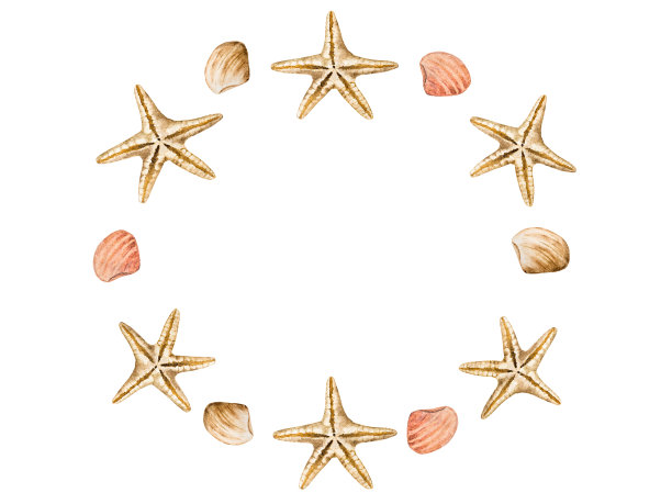 画海星和贝壳。漂亮的卡片。特写镜头图片下载