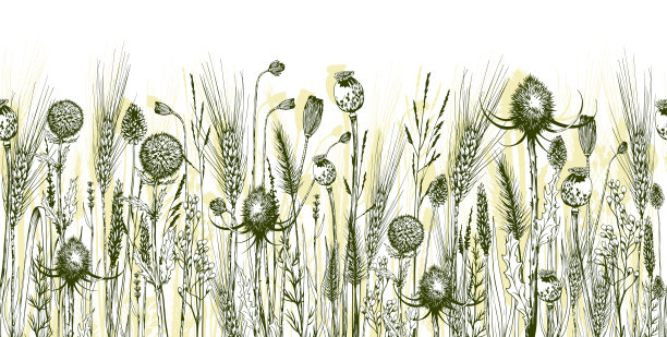 无缝水平背景与绿色草地草本植物，蓟和野花。图片下载