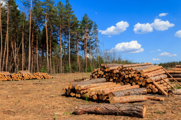 松林中被采伐业砍伐的堆积的树干图片下载