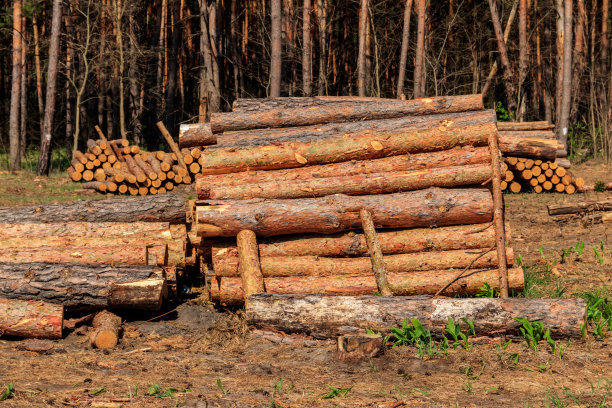 松林中被采伐业砍伐的堆积的树干图片下载