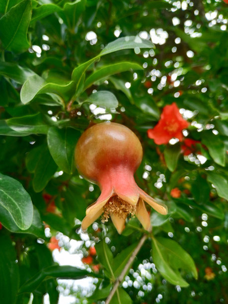 树上没有成熟的石榴图片下载