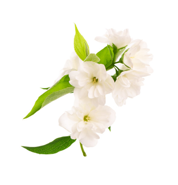 茉莉花孤立在白色背景上。茉莉花分支。图片下载