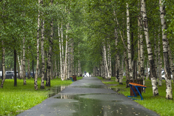 下雨了。城市公园的小巷图片下载