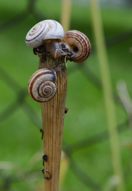 一株植物上有三只蜗牛图片下载