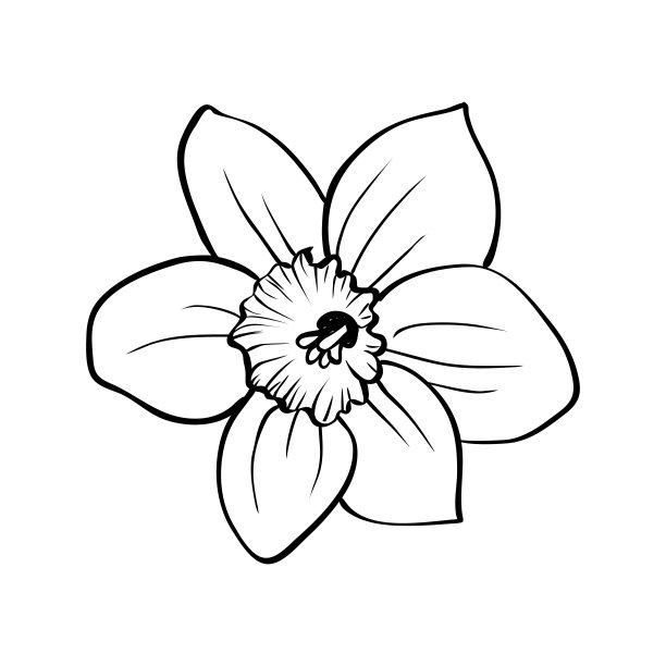 孤立在白色背景上的水仙花。手绘草图的轮廓。矢量插图。图片下载