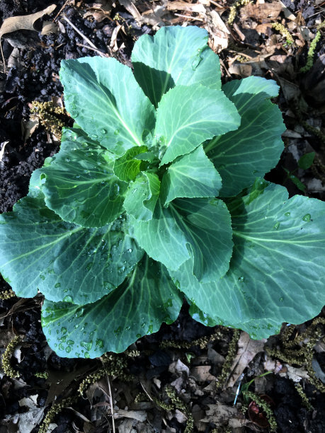 卷心菜叶子图片下载