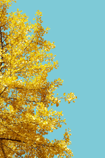 银杏树与秋叶孤立在蓝天的背景。银杏树的秋叶呈明黄色。垂直的旗帜。文本复制空间图片下载
