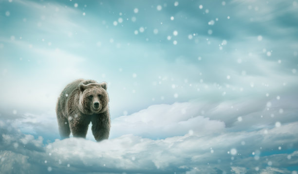 雪地里有棕熊。图片下载