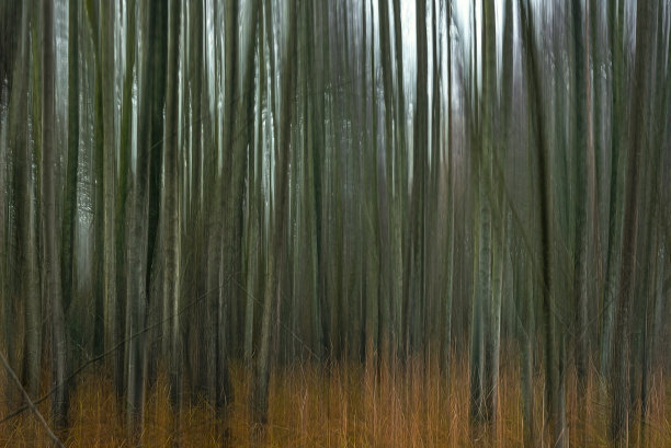 抽象的森林景观。运动模糊树背景图片下载