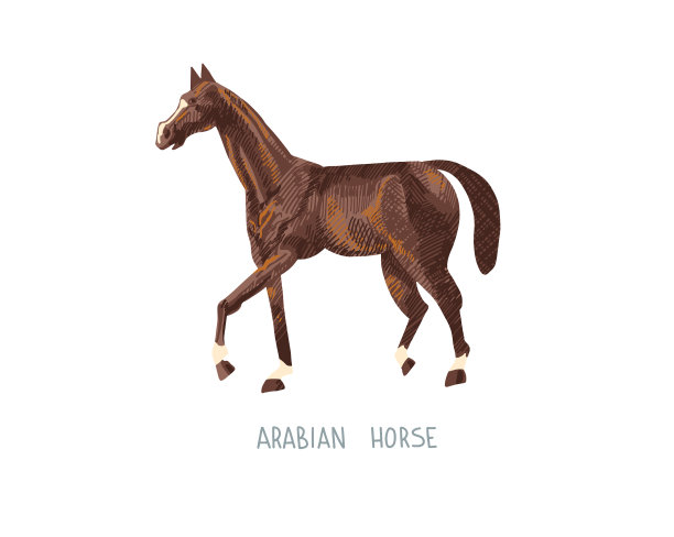 阿拉伯马手绘素描图片下载
