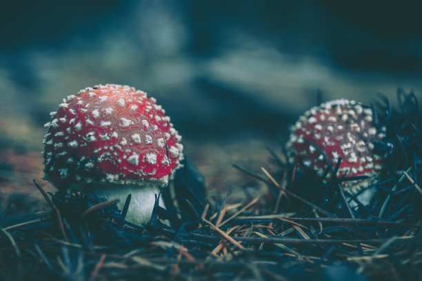 野生蘑菇生长在潮湿的森林;复古风格图片下载