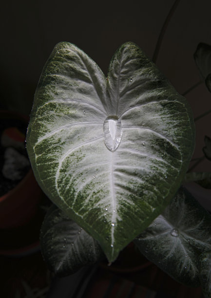 菖蒲叶含一滴水。图片下载