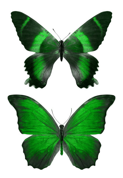 两只美丽的绿色热带蝴蝶孤立在白色的背景上。飞蛾设计图片下载