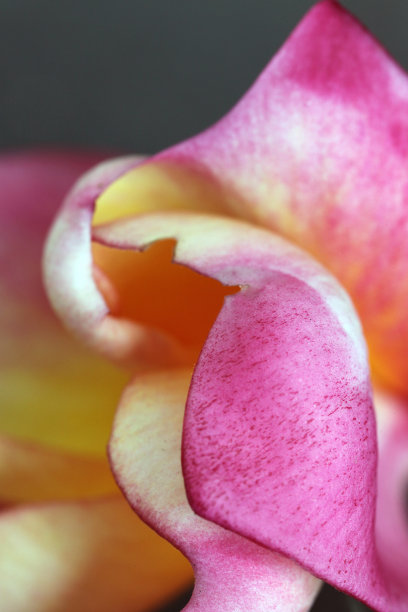 粉色和黄色鸡蛋花图片下载