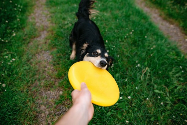 一个男人在和他的狗玩飞盘图片下载