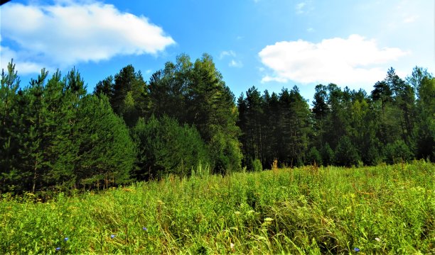 森林里的树。图片下载