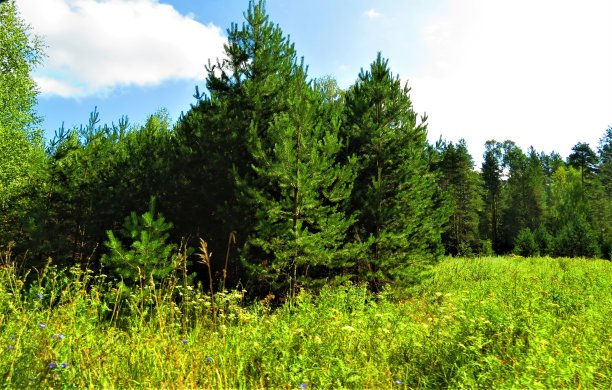 森林里的树。图片下载