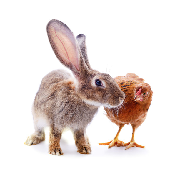 鸡和兔子。图片下载