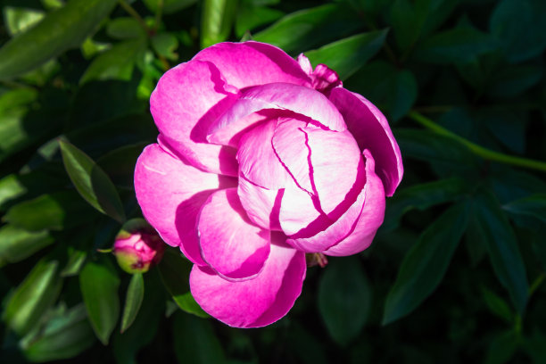 近距离拍摄一丛粉红色的花图片下载