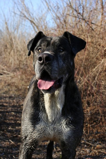 狗肖像图片下载