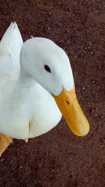 这是一只鸭子图片下载