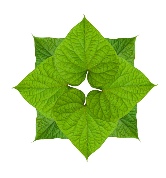 白色背景中泰国图案的绿色心形树叶图片展示图片下载