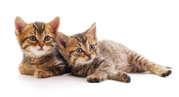 两个小小猫。图片下载