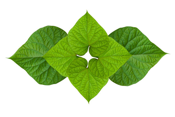 白色背景中泰国图案的绿色心形树叶图片展示图片下载