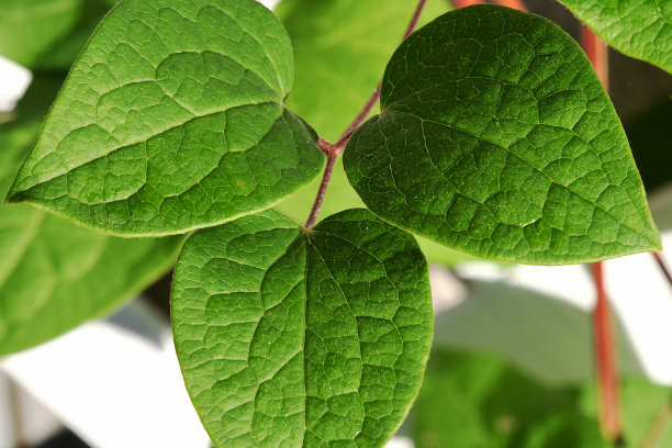 大自然的颜色图片下载