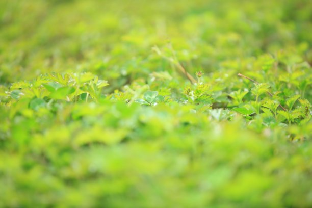草的背景，绿的背景图片下载