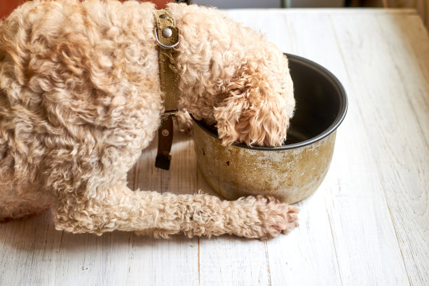 白木背景下，一只狗在平底锅里吃东西。图片下载