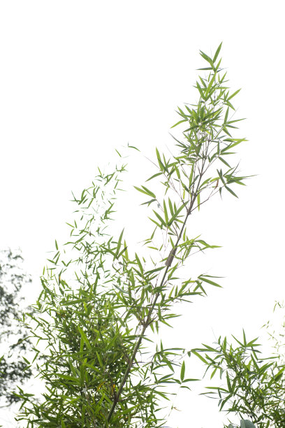 白色背景的竹叶图片下载