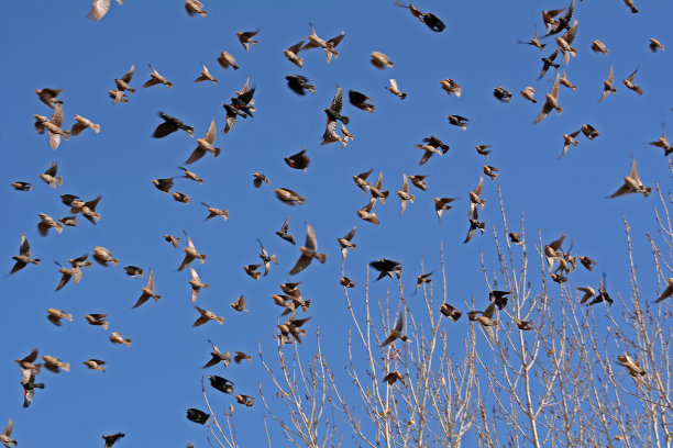 鸟类是曼联。图片显示他们在一组。鸟都是免费的。一场毛毛雨过后，开阔的公园场地很湿。图片下载