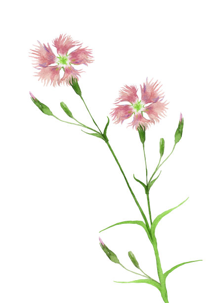 迪安图斯超级巴士素材图片