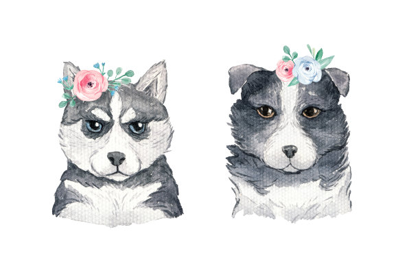 水彩画狗哈士奇和边境牧羊犬的肖像与盛开的鲜花花环。图片下载